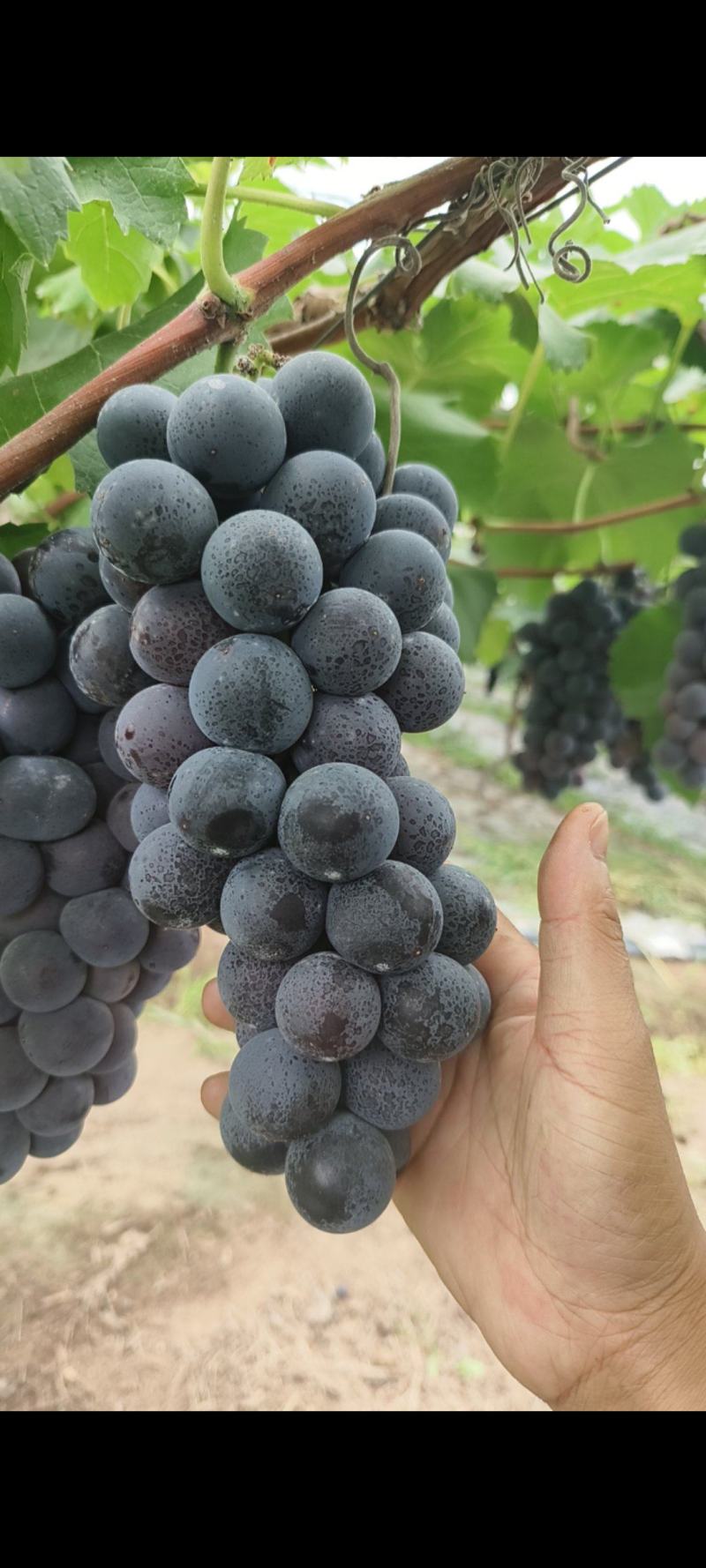 精品光辉葡萄，灰色好，糖度高