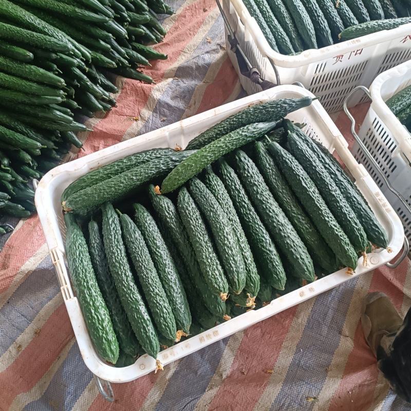贵州精品黄瓜