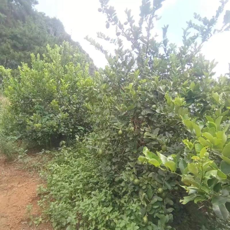 无籽香水柠檬