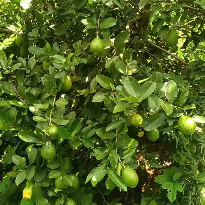 无籽香水柠檬