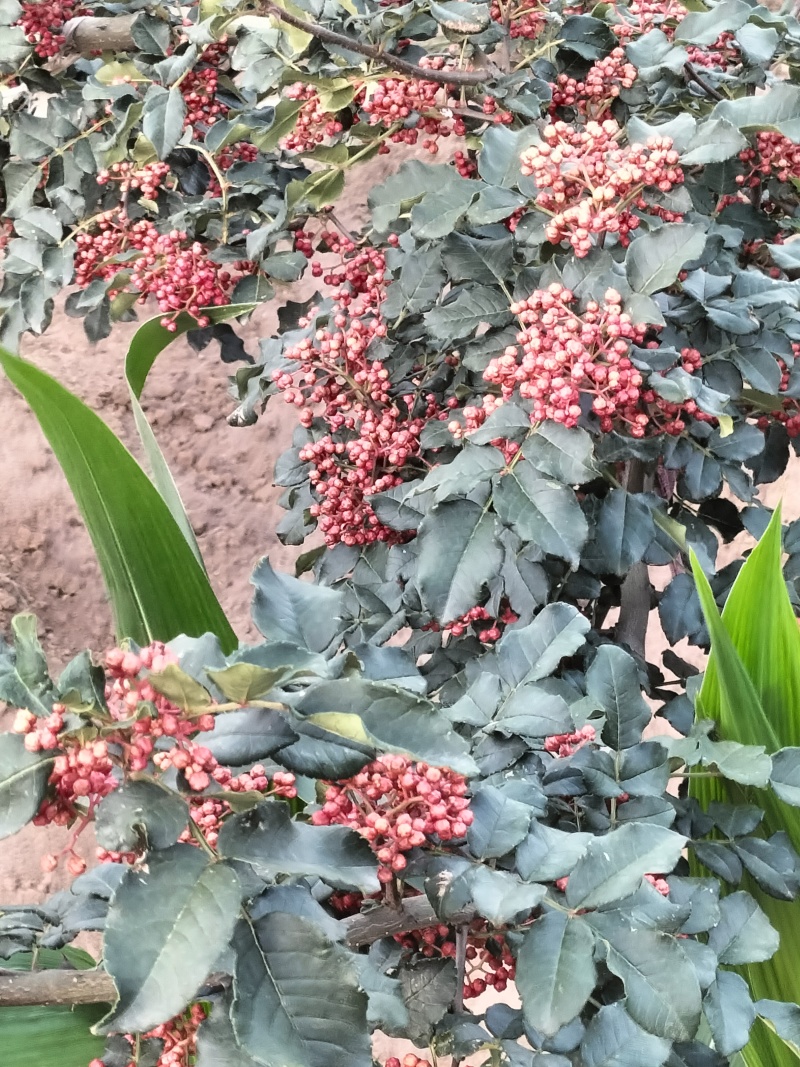 甘肃大红袍花椒，大量有货需要可以联系质量三保干湿都有货，