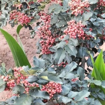 甘肃大红袍花椒，大量有货需要可以联系质量三保干湿都有货，