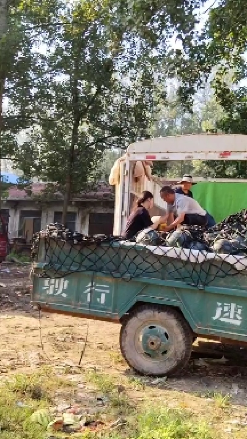 牛商精品黑无籽上市，万亩基地产地直发欢迎咨询