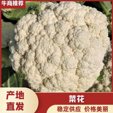 菜花松花菜有机花菜高品质全国代发货源充足