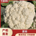 菜花松花菜有机花菜高品质全国代发货源充足