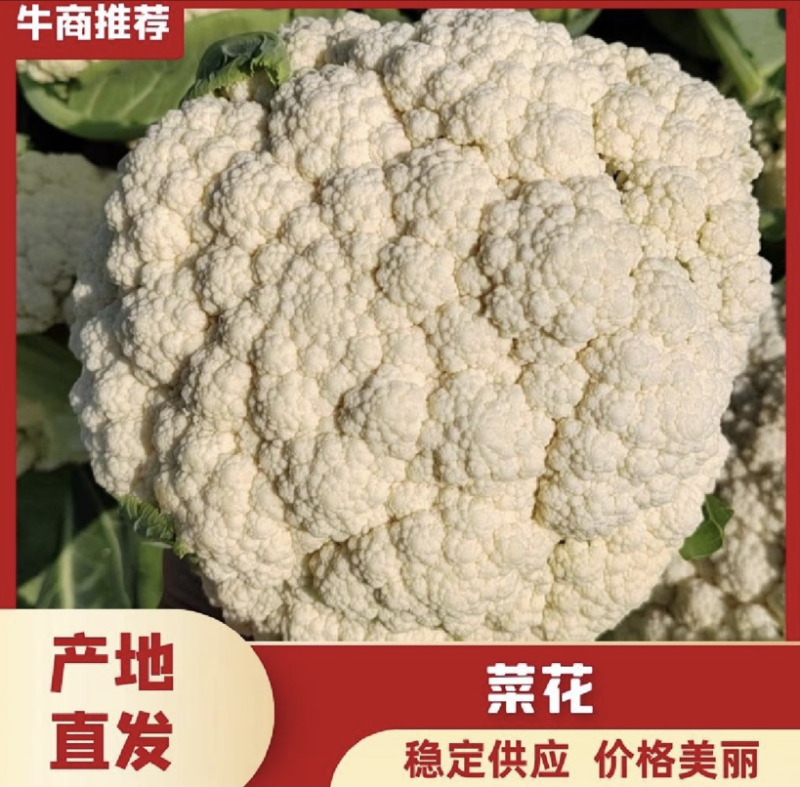 菜花松花菜有机花菜高品质全国代发货源充足