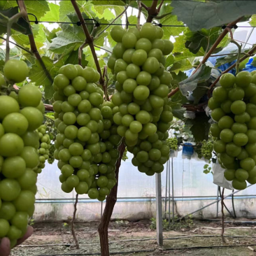 阳光玫瑰葡萄，大量上市，量大从优