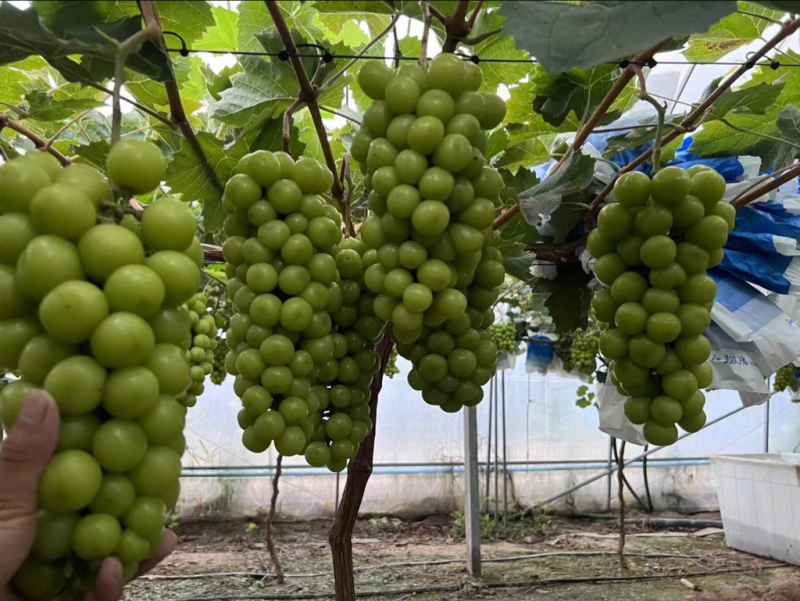 阳光玫瑰葡萄，大量上市，量大从优