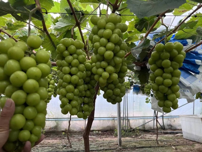 阳光玫瑰葡萄，大量上市，量大从优