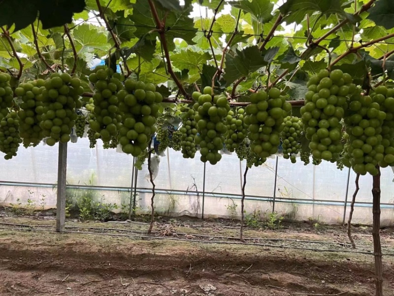 阳光玫瑰葡萄，大量上市，量大从优
