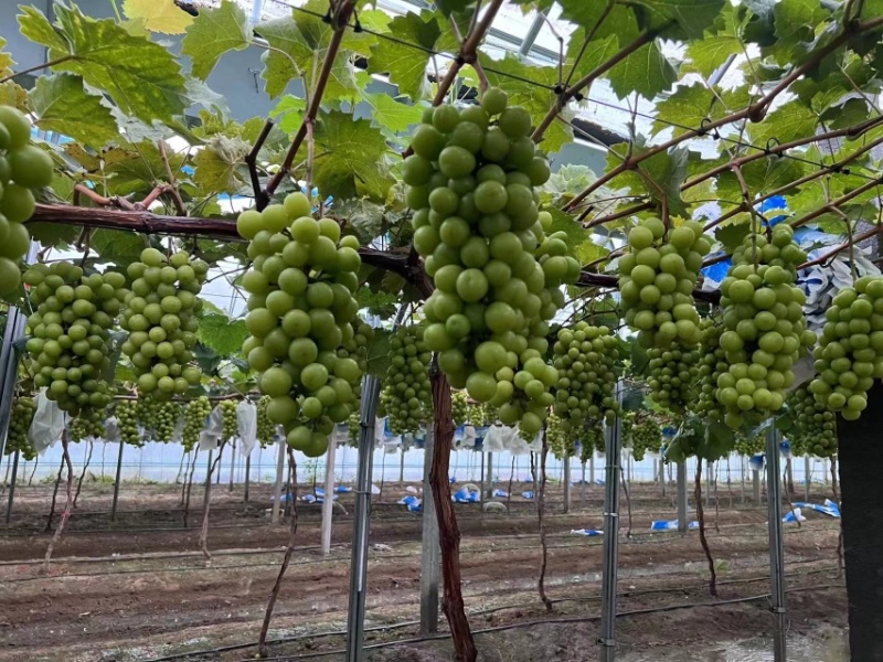 阳光玫瑰葡萄，大量上市，量大从优