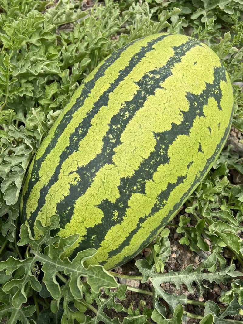 宁夏金花1号瓜大量上市中，欢迎选购