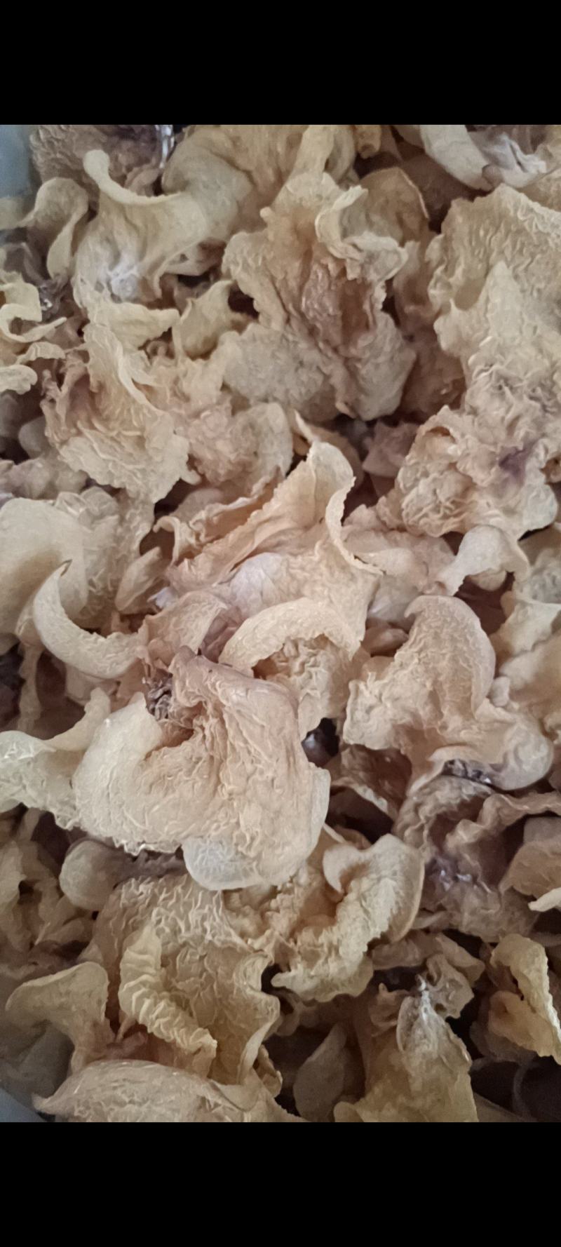羊肚耳，珍珠菌沙耳，干品羊肚菌，产地批发足干货源羊肚耳