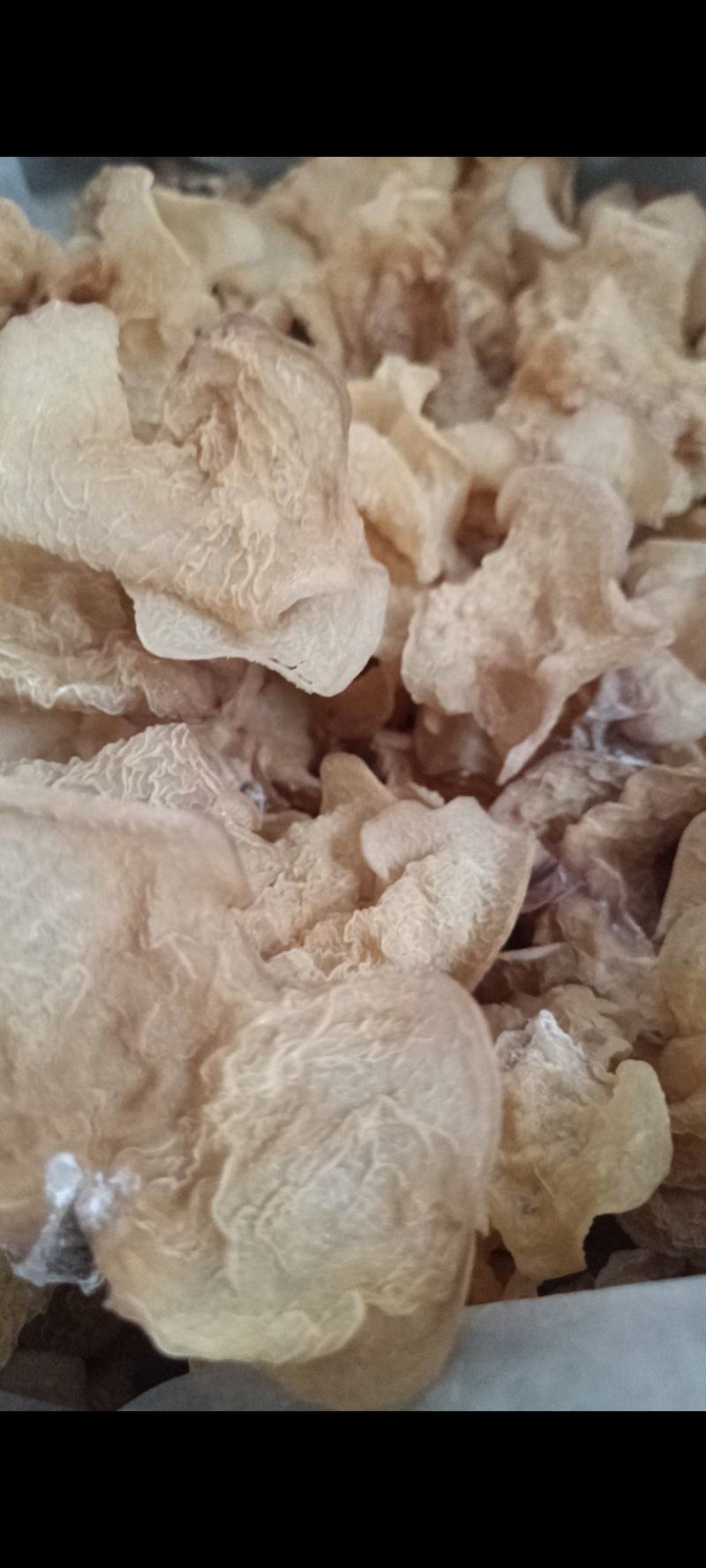 羊肚耳，珍珠菌沙耳，干品羊肚菌，产地批发足干货源羊肚耳