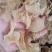 羊肚耳，珍珠菌沙耳，干品羊肚菌，产地批发足干货源羊肚耳