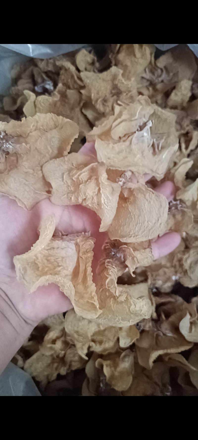 羊肚耳，珍珠菌沙耳，干品羊肚菌，产地批发足干货源羊肚耳