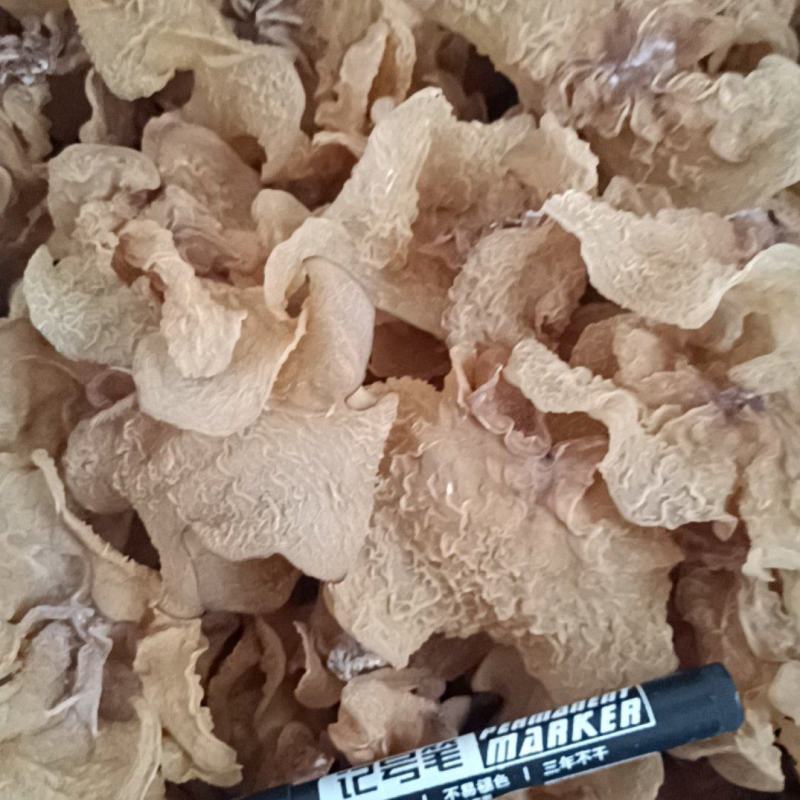 羊肚耳，珍珠菌沙耳，干品羊肚菌，产地批发足干货源羊肚耳