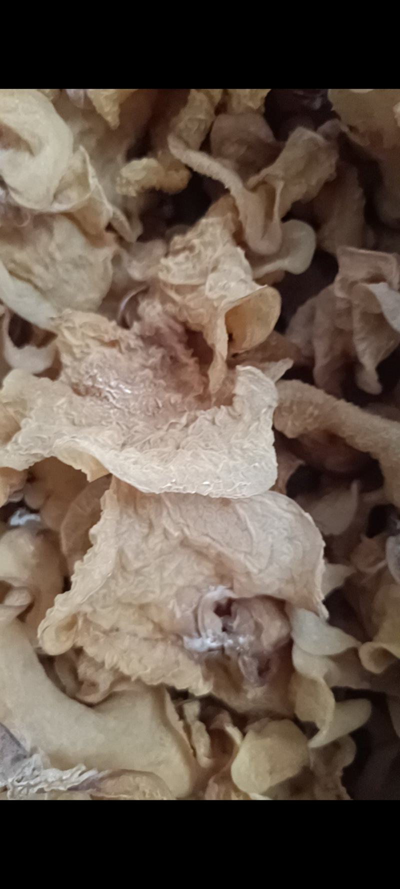 羊肚耳优质，沙耳羊肚耳大羊肚耳批发零售好羊肚耳产地羊肚耳
