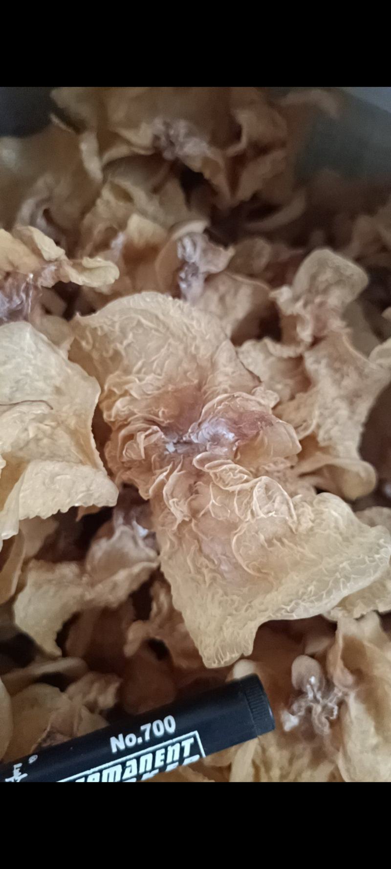 羊肚耳优质，沙耳羊肚耳大羊肚耳批发零售好羊肚耳产地羊肚耳