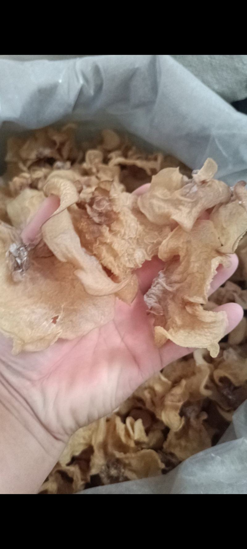 羊肚耳优质，沙耳羊肚耳大羊肚耳批发零售好羊肚耳产地羊肚耳