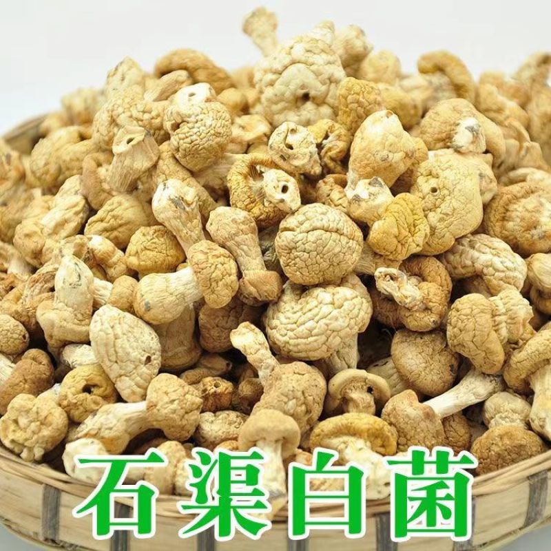 石渠白菌干货一手货源产地直发量大从优可供商超