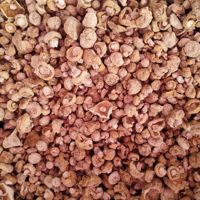 石渠白菌干货一手货源产地直发量大从优可供商超