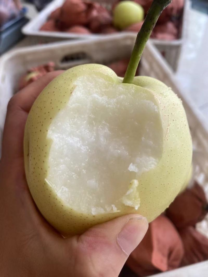 雪清梨