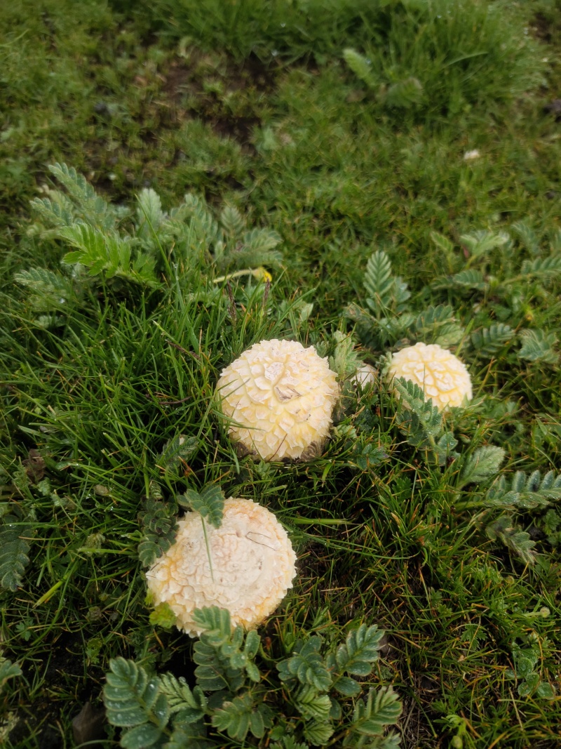 石渠白菌干货一手货源产地直发量大从优可供商超