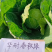 华耐春秋绿春夏秋优质甘蓝种籽君甘一号
