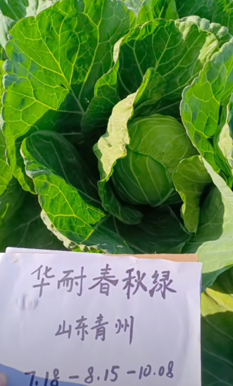 华耐春秋绿春夏秋优质甘蓝种籽君甘一号