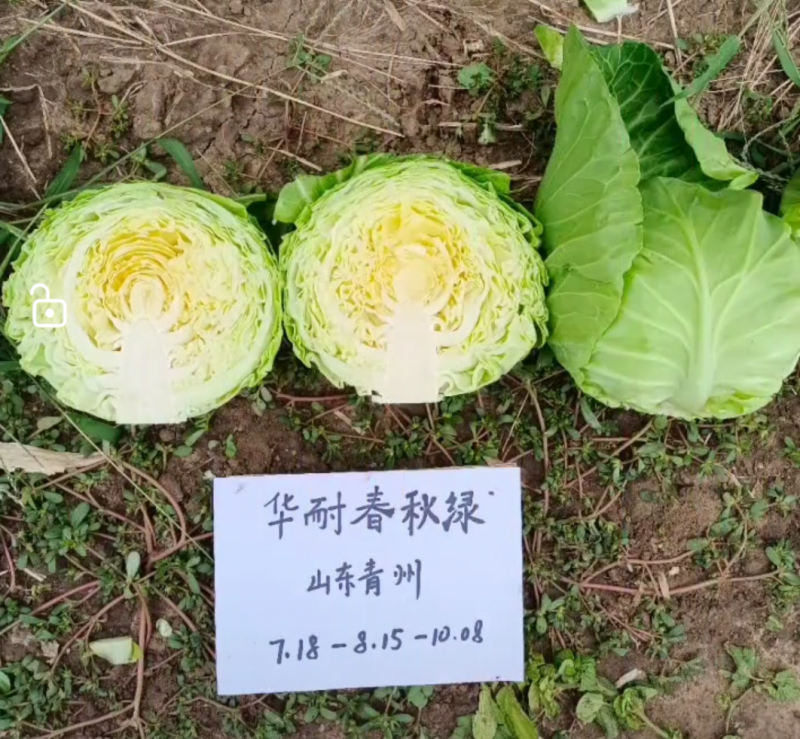 华耐春秋绿春夏秋优质甘蓝种籽君甘一号