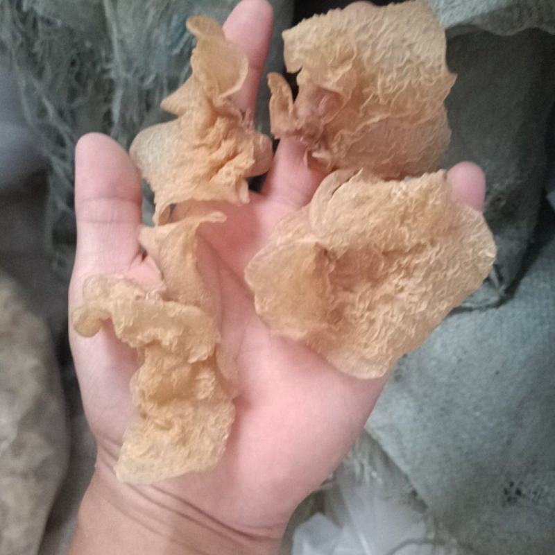 羊肚耳优质，沙耳羊肚耳大羊肚耳批发零售好羊肚耳产地羊肚耳