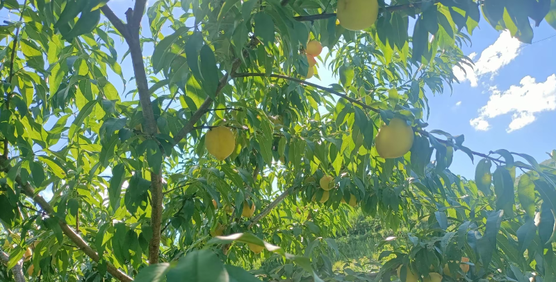 黄桃