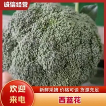 精品西兰花，产地直发，货源充足，量大从优