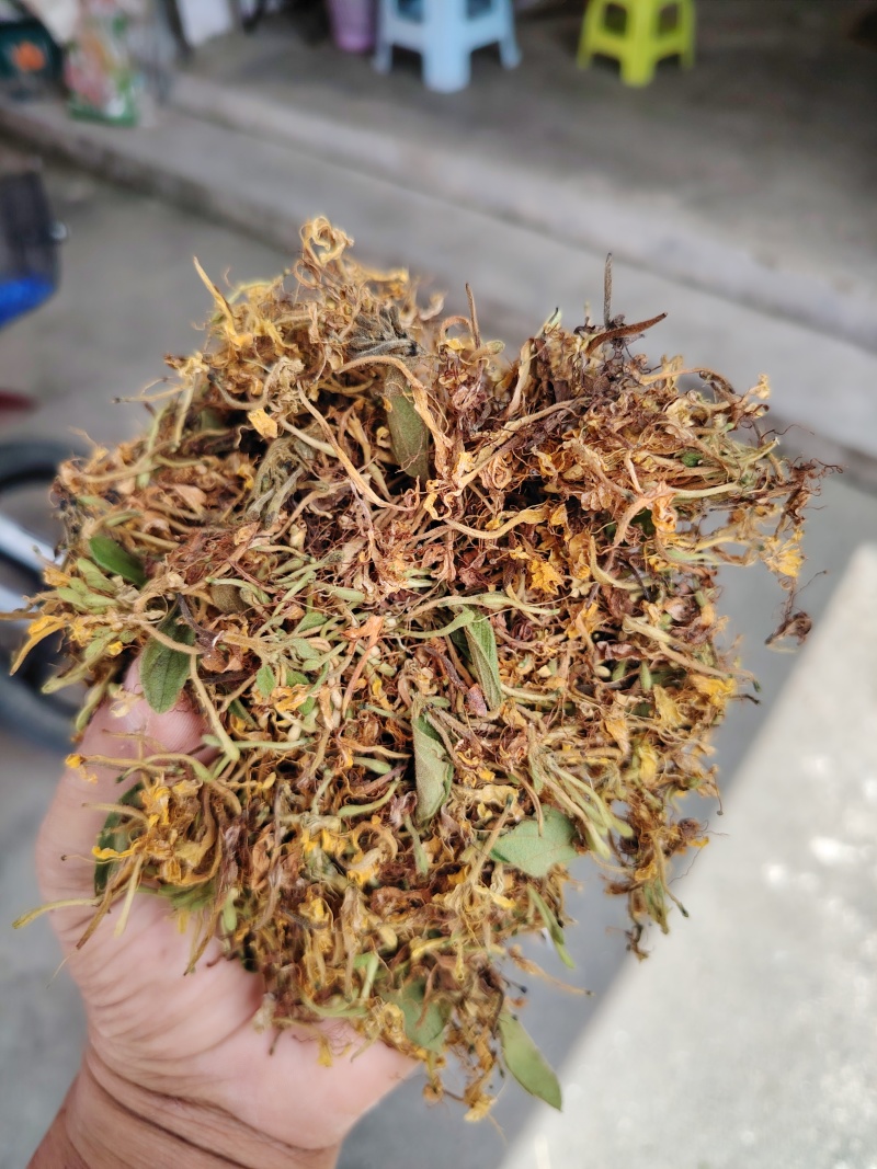 贵州金银花，晒花无硫，味香，己人工筛选