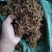 贵州金银花，晒花无硫，味香，己人工筛选