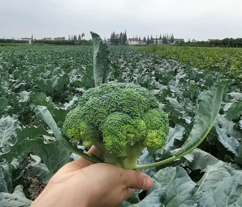 耐寒优秀西兰花西南花青花产地一手货源价格美丽