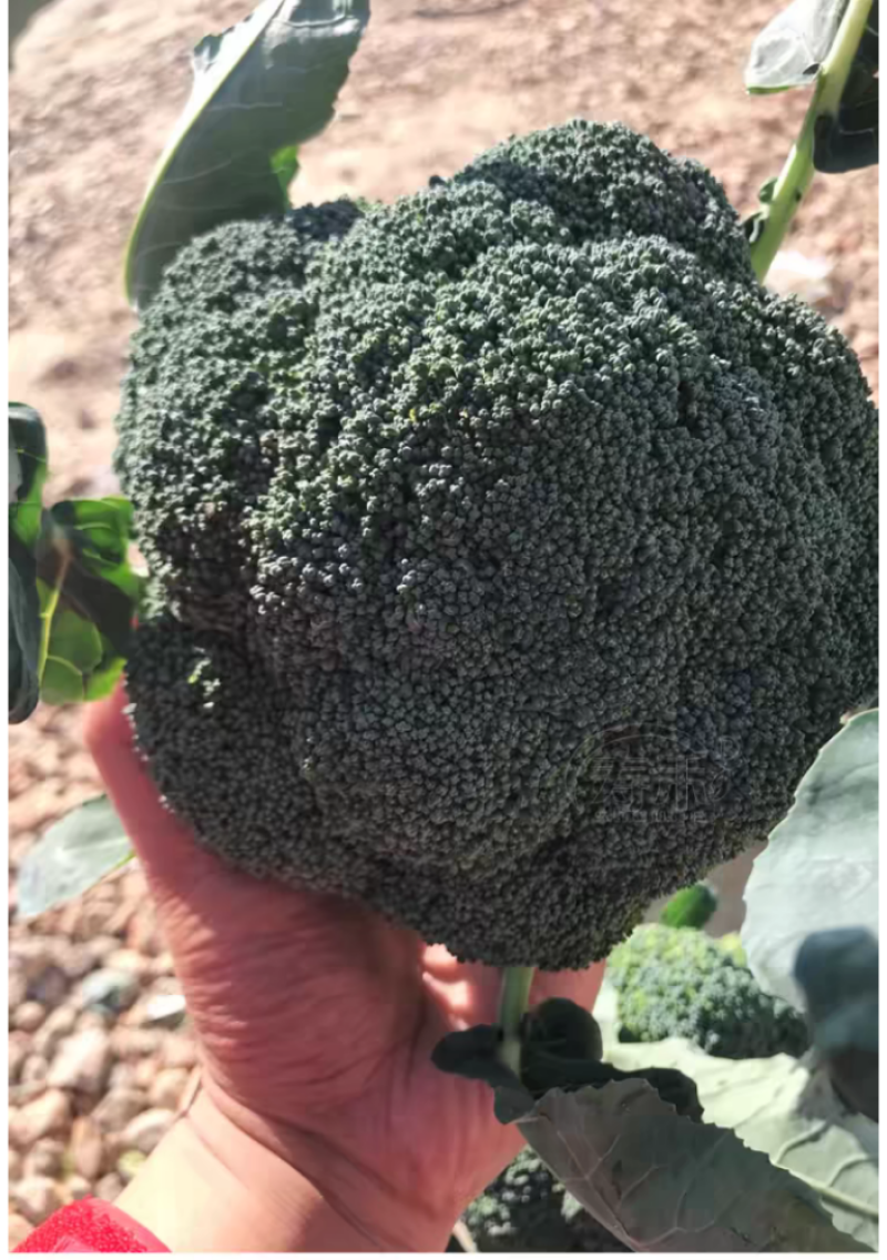 耐寒优秀西兰花西南花青花产地一手货源价格美丽