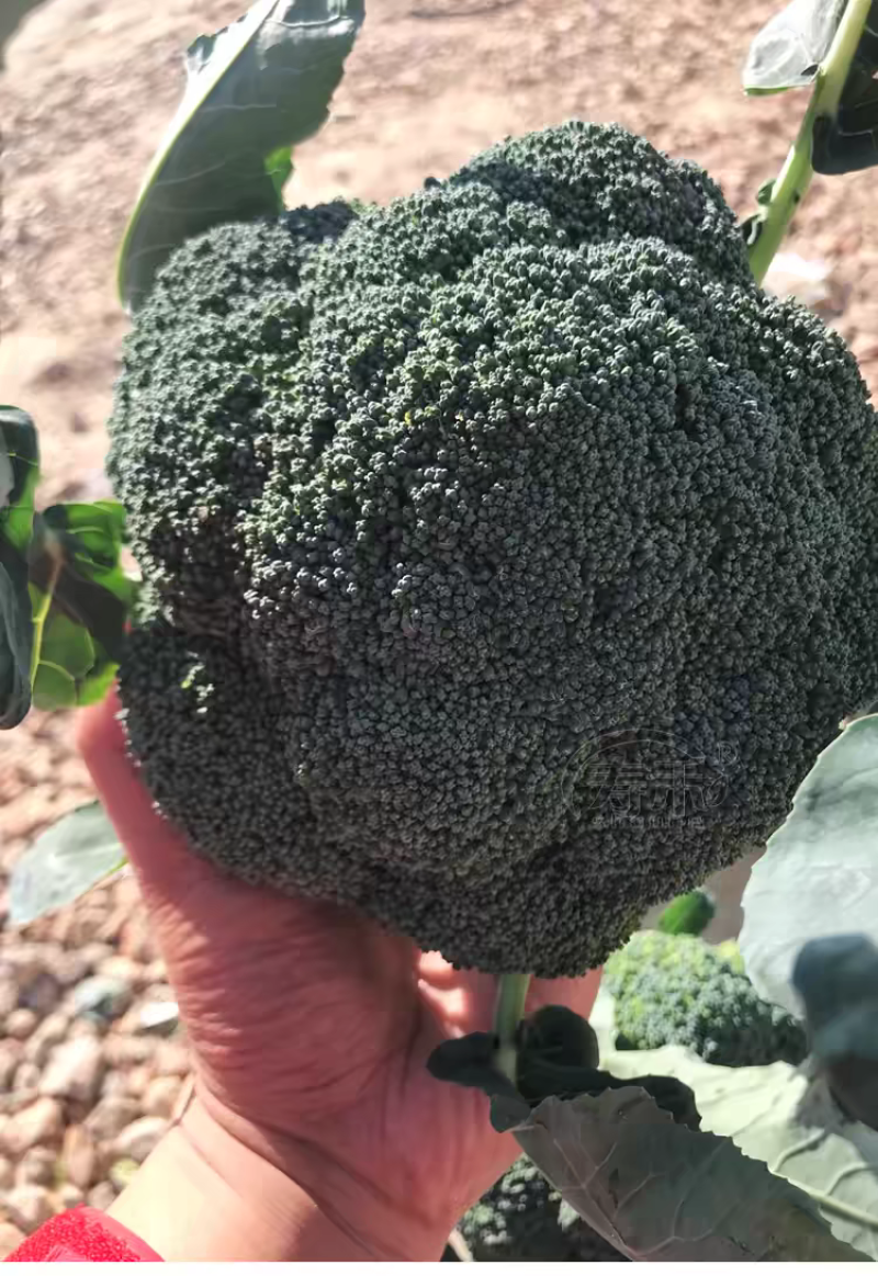 耐寒优秀西兰花西南花青花产地一手货源价格美丽