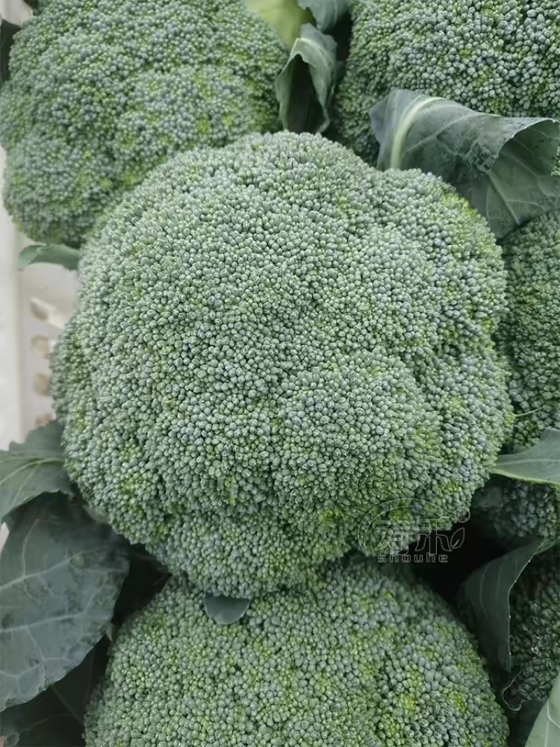 耐寒优秀西兰花西南花青花产地一手货源价格美丽
