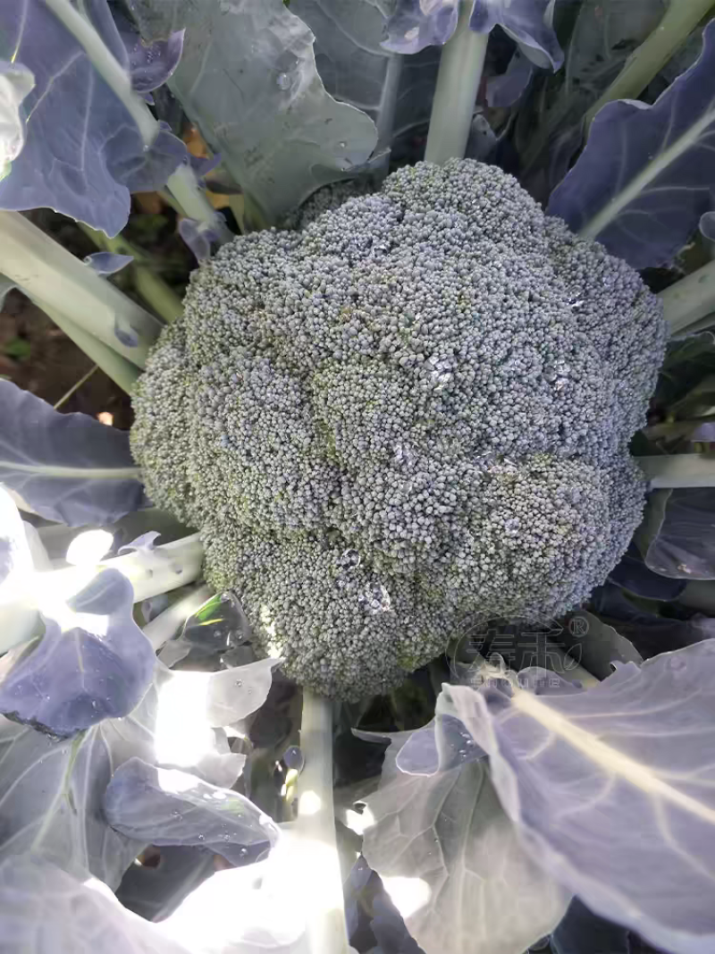 耐寒优秀西兰花西南花青花产地一手货源价格美丽