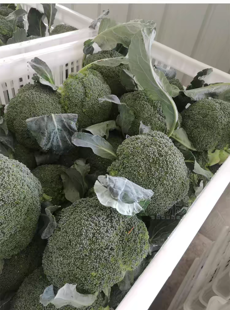 耐寒优秀西兰花西南花青花产地一手货源价格美丽