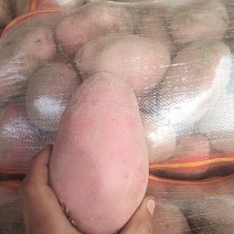 精品雪川红大量现货，产地直销