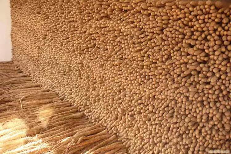 白玉山药切片图