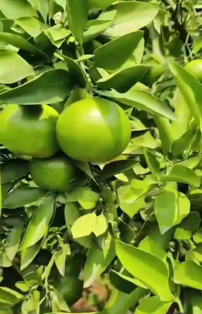 【高山蜜橘】宜昌早熟蜜橘大量上市皮薄多汁口感好产地直供