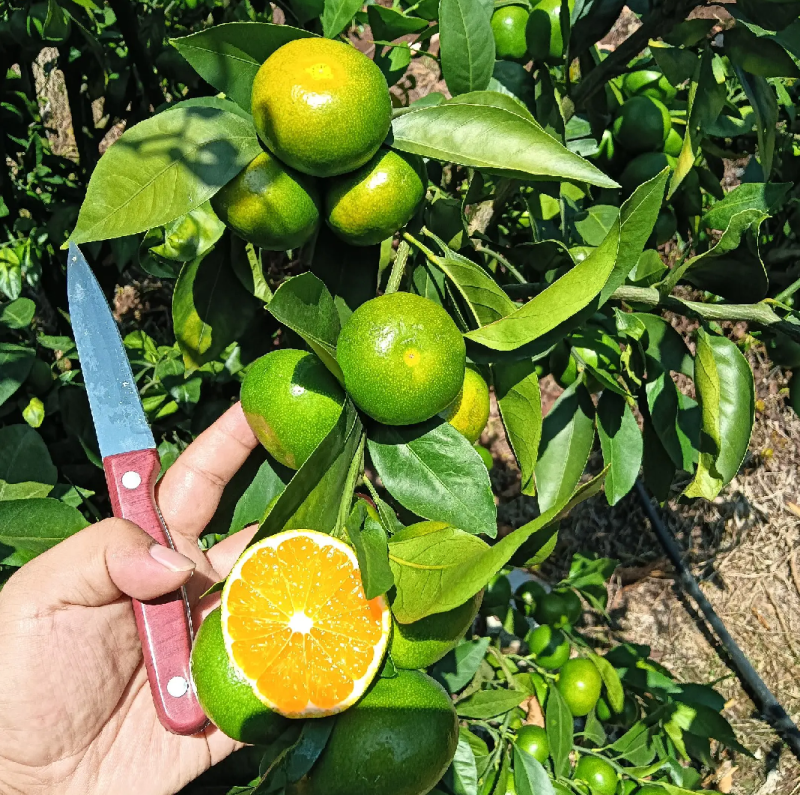 【高山蜜橘】宜昌早熟蜜橘大量上市皮薄多汁口感好产地直供