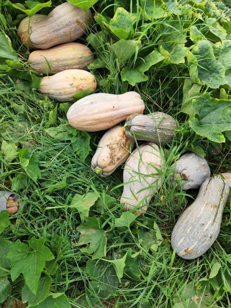 湖北金韩蜜本南瓜精品南瓜当季新货支持视频产地看货欢迎咨询