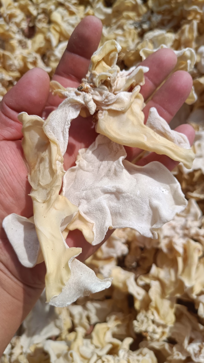 白木耳，大白木耳竹耳竹肚菌单片白木耳无根白木耳干货好货