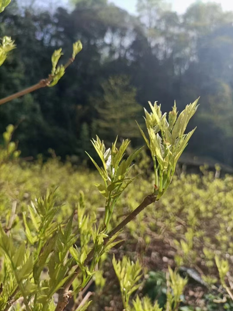 湖南莓茶精品藤茶龙须茶芽头茶质量保证欢迎联系咨