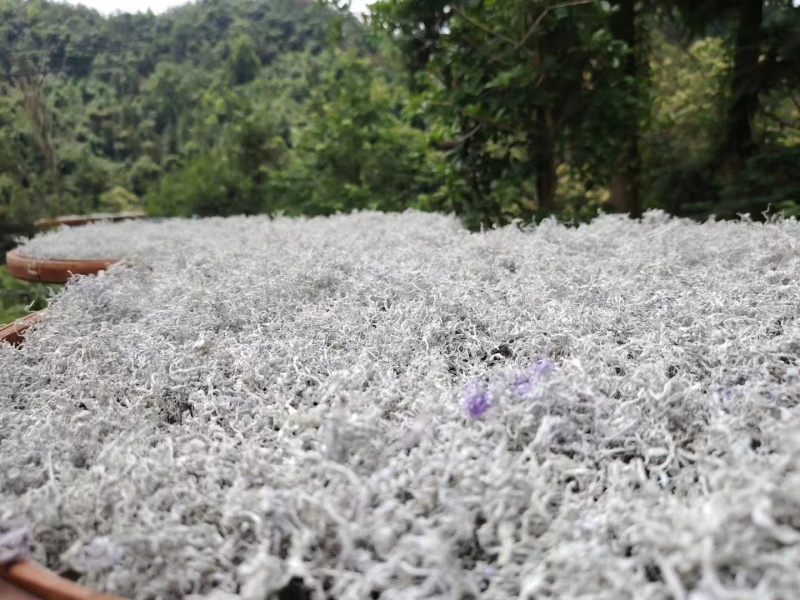 湖南莓茶精品藤茶龙须茶芽头茶质量保证欢迎联系咨